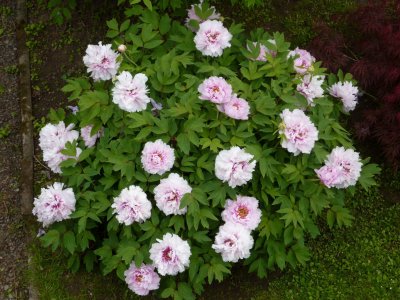 Paeonia suffruticosa - pivoňka keřovitá - celek2